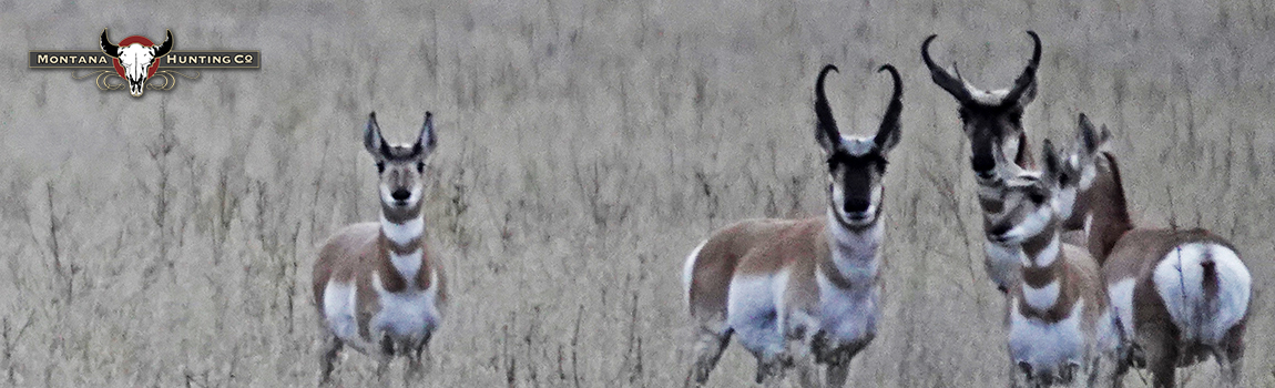 Antelope Group