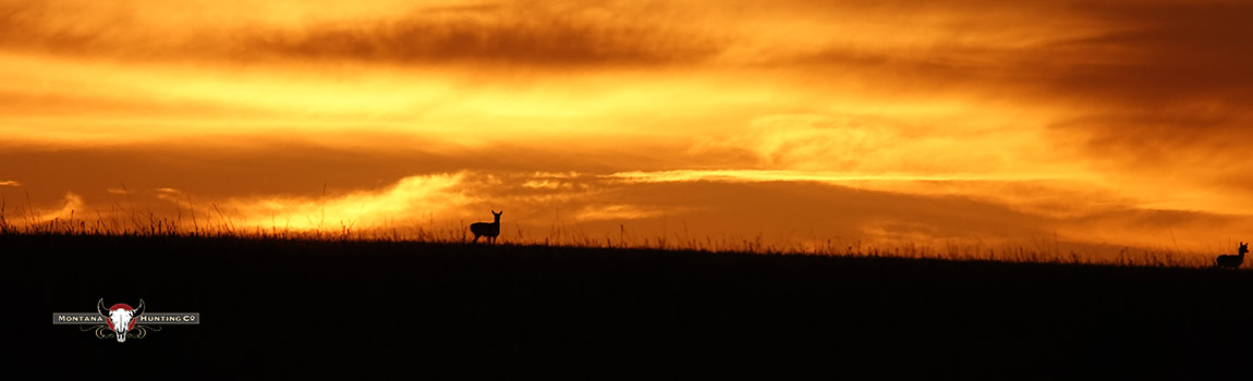 Antelope Sunset