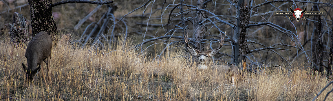 Mule Deer Buck bedded by his doe