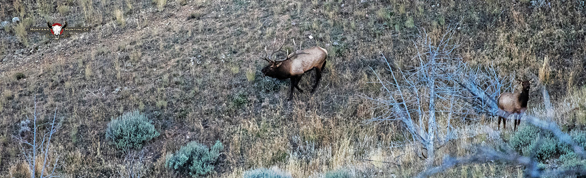 Bull Elk