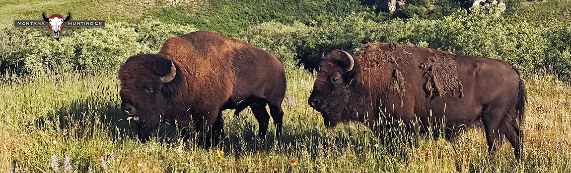 Bull Bison and Cow