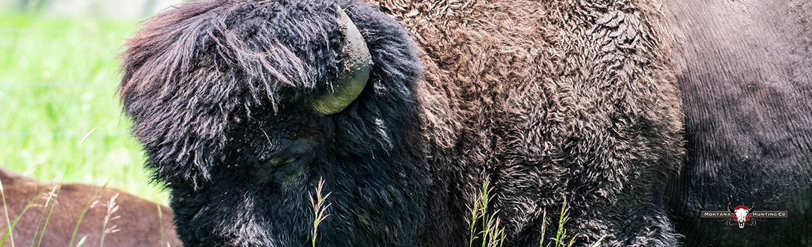 CloseUpBison
