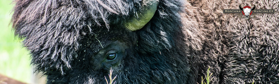 Trophy Bull Bison