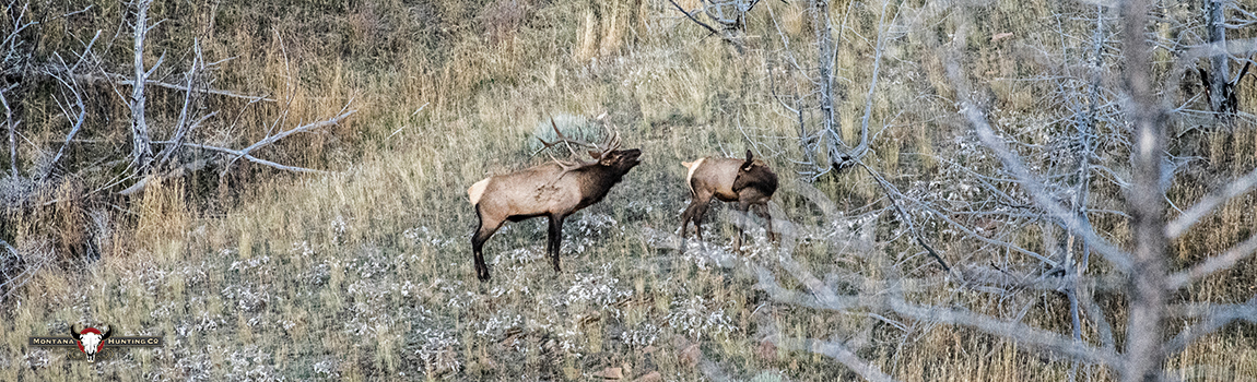 Bull Elk bugling and rutting