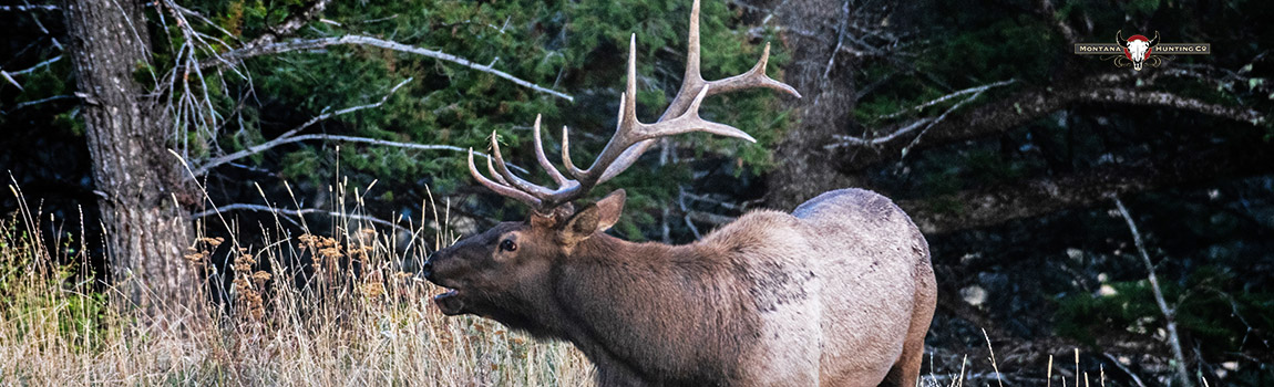 Whitetail along Ruby River