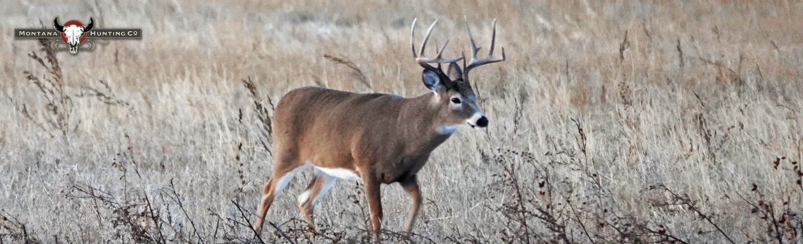 WTBuck