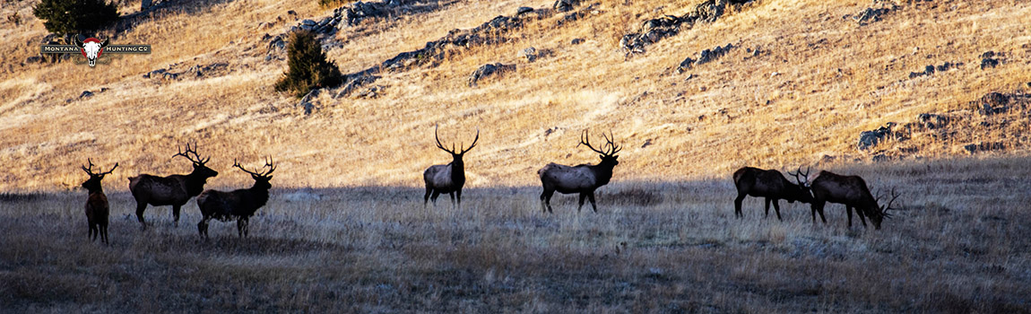 Herd of Bull Elk