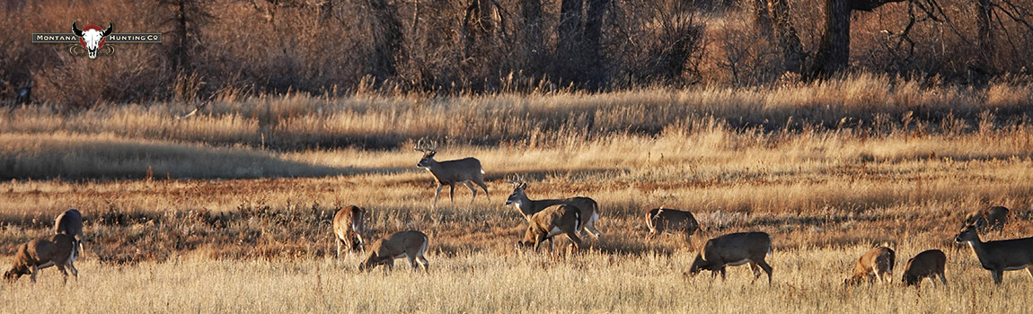 Herd of Whitetail Deer