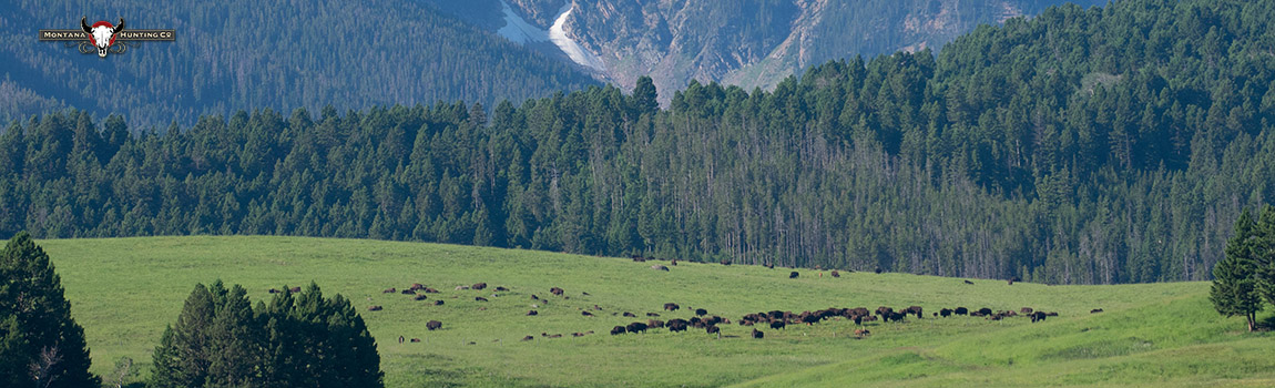 Bison Herd