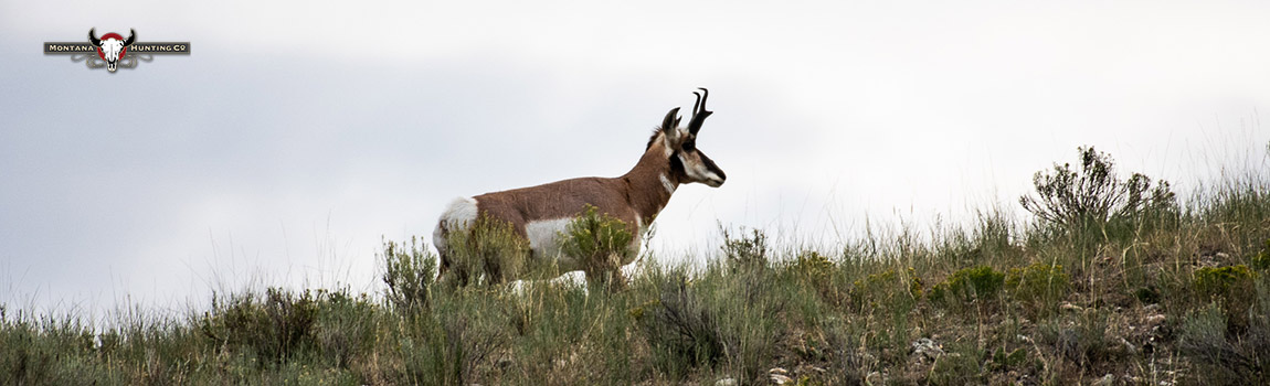 Antelope Buck
