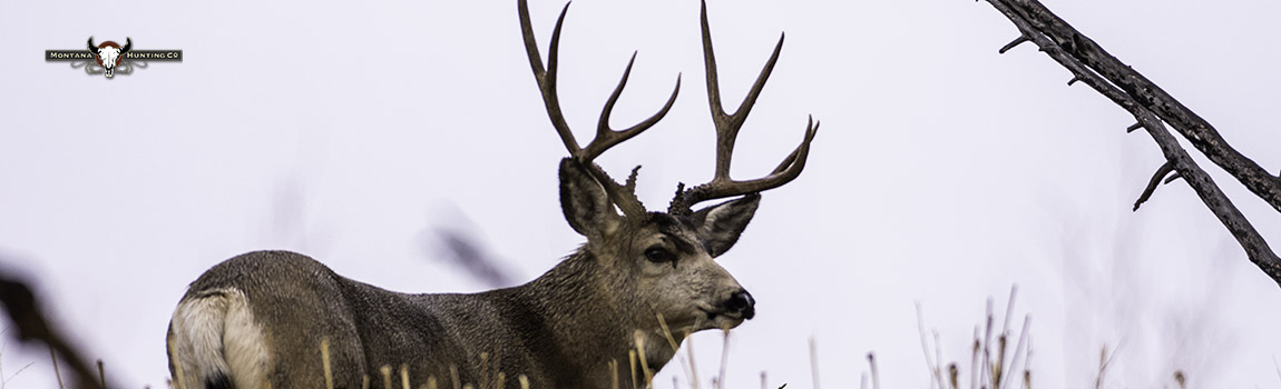 Mule deer buck skylined