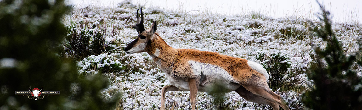 AntelopeBuck