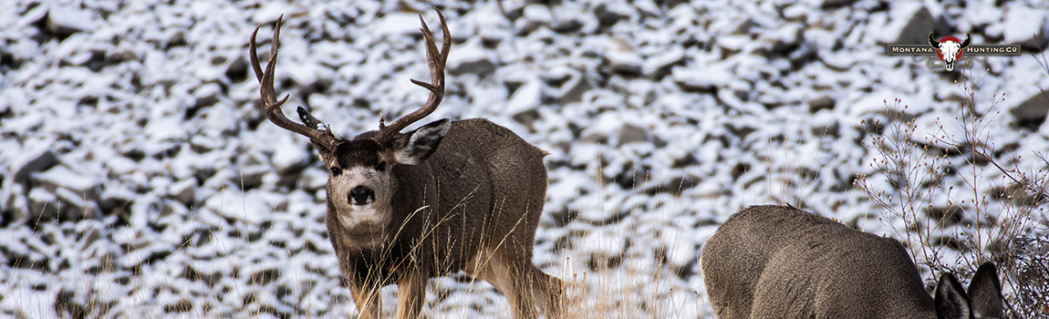 SnowMuleBuck