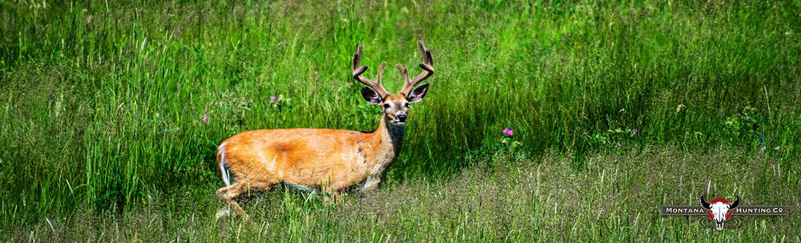 Flying D whitetail buck