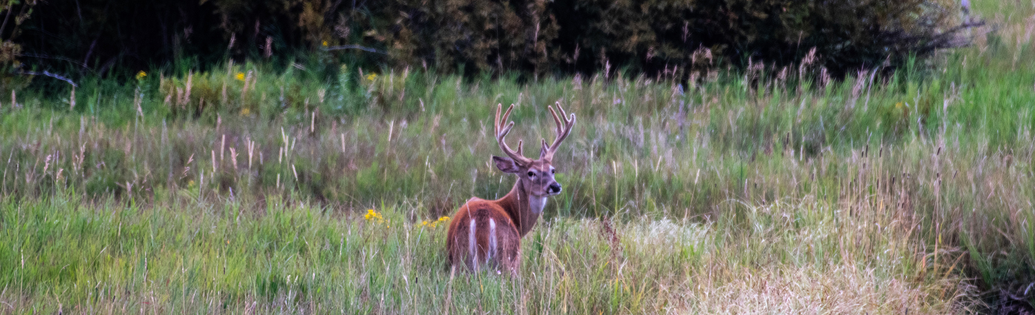 Velvet buck in field