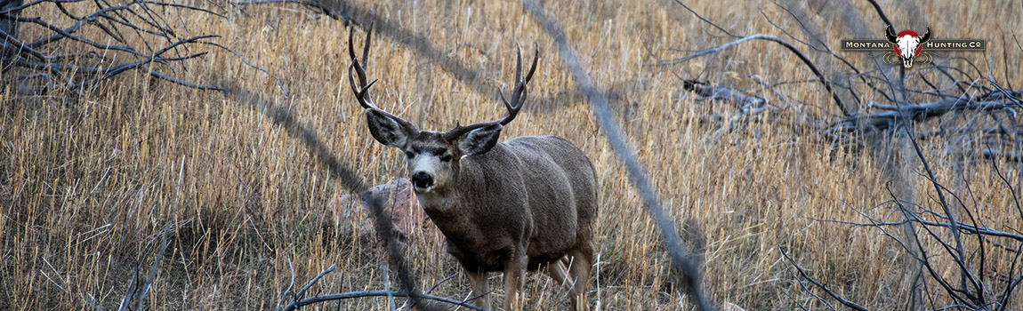 Bachelor Bucks