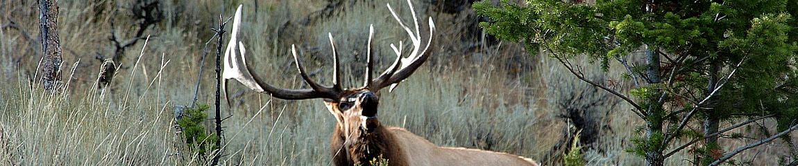 Single big elk bugling
